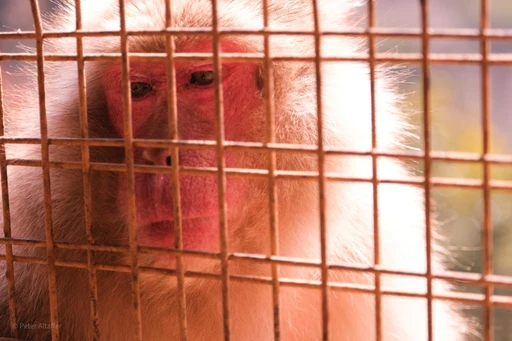Monkey behind a fence
