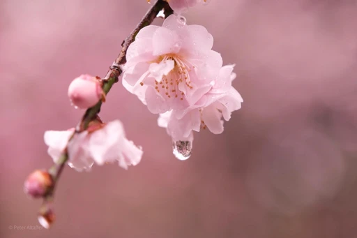 Cherry blossom with raindrop